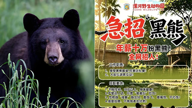 会“嗷嗷叫”就行？河南一动物园聘“黑熊”  吸引近百人报名