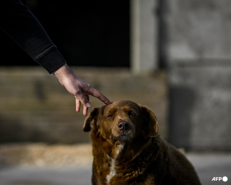 Guinness World Records annuls 'oldest dog ever' title for Bobi after an inquiry