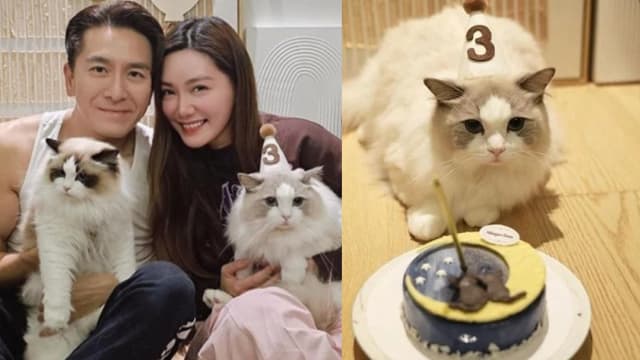 爱猫打疫苗出现不良反应　汤洛雯吓哭！