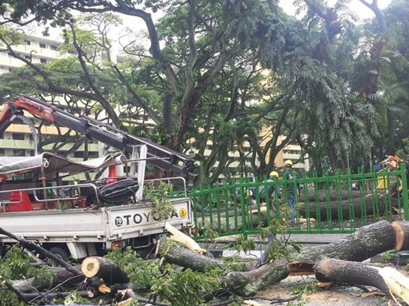 A fallen tree obstructed traffic in Toa Payoh and damaged parts of a road barrier fence. Photo: Lim Say Ban/Facebook A fallen tree obstructed traffic in Toa Payoh and damaged parts of a road barrier fence. Photo: Lim Say Ban/Facebook