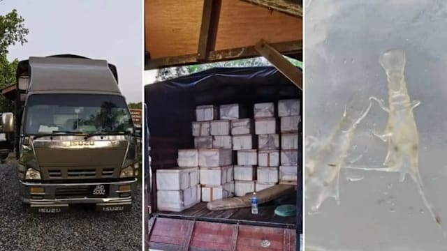 图走私逾400万元龙虾苗到狮城 三男子马国被捕