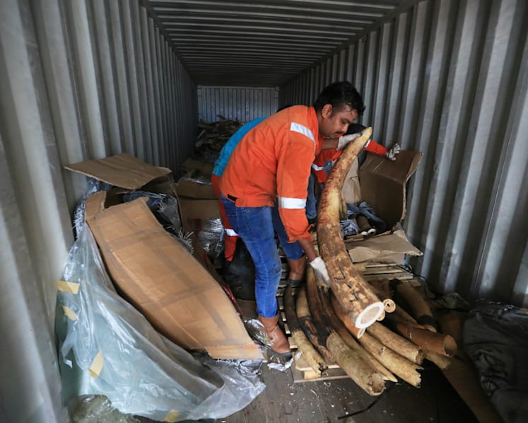 Govt proposes ban on sale of elephant ivory in Singapore