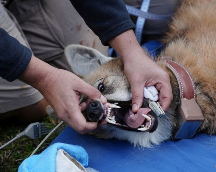 Argentina to return two rare maned wolves to the wild
