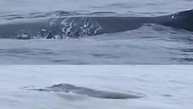 马国热浪岛海域首现座头鲸 专家提醒公众保持距离