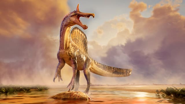 科学家在撒哈拉沙漠发现一种新棘龙物种化石