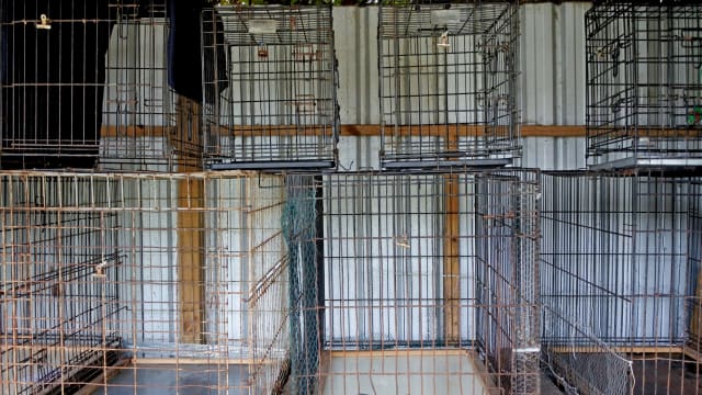 近两年调查58起非法繁殖猫只案件 救出91只猫