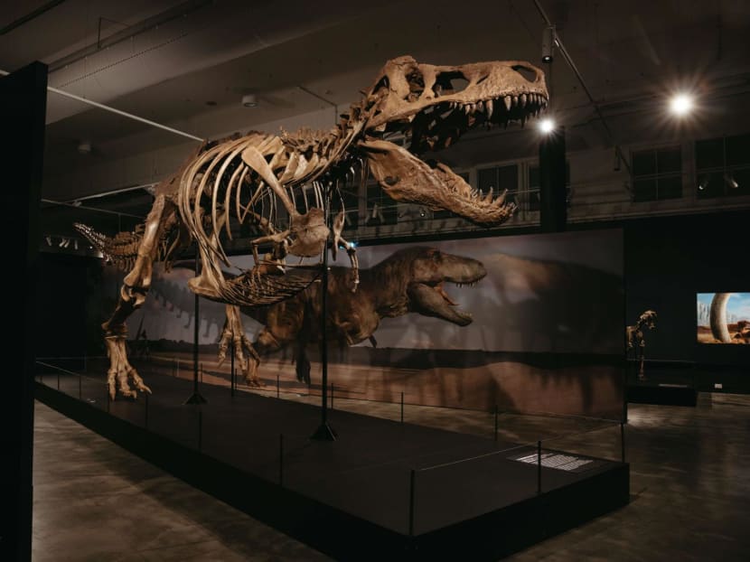 Science Centre Singapore's largest-ever dinosaur showcase to open in October, will feature 33 rare fossils and 60 full-scale models