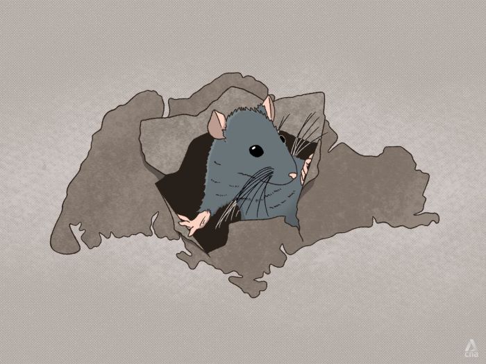 Rats! These tiny, scurrying rodents can cause greater harm than you think and here's what we can do about the scourge