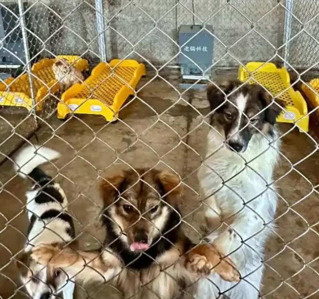 Chinese Couple Gets Married At Dog Shelter With Over 200 Dogs As ...