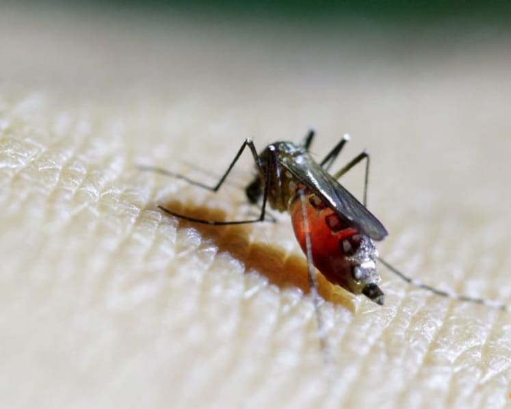 Southern China hit by outbreak of mosquito-borne infection chikungunya