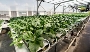 Singapore replaces '30 by 30' food sustainability goal with targets for specific food categories