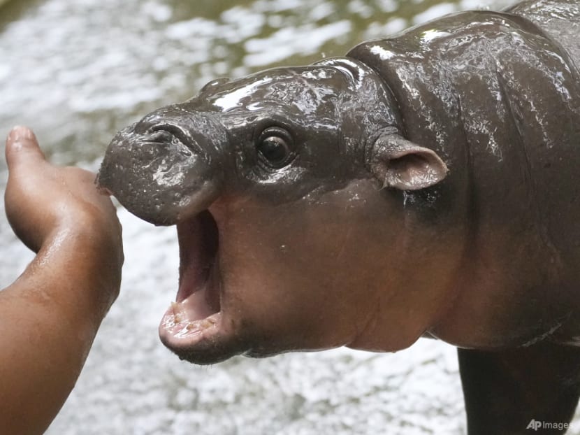 2024 in entertainment and pop culture: From Moo Deng and Taylor Swift to Oasis and Wicked