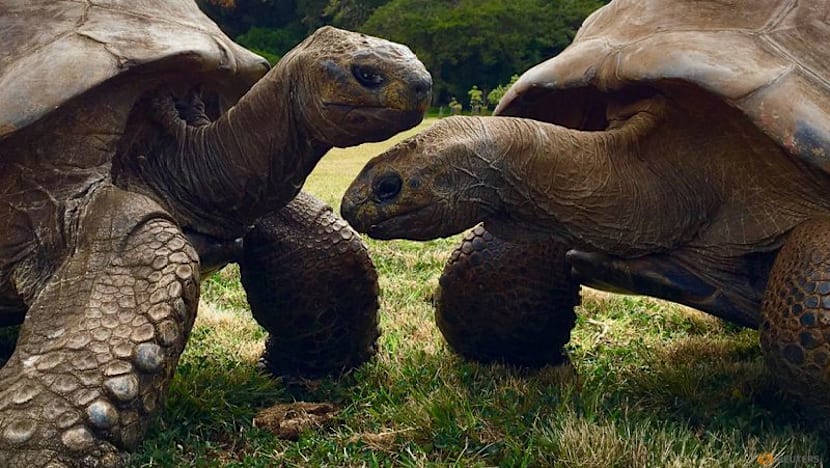 A 194-year-old tortoise, world's oldest land animal, may hold clues to longer life
