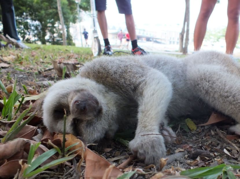 This critically endangered Bengal slow loris was found abandoned in Bedok reservoir. Despite the critical care provided by the Animal Concerns Research and Education Society (ACRES), the slow loris passed away.  Photo: ACRES