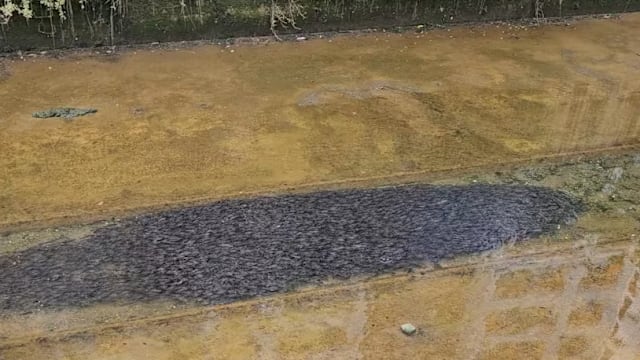 坎贝拉沟渠出现鲇鱼群 专家：或觅食或防袭击