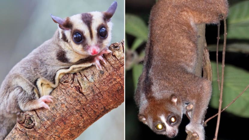 Man gets S$7,000 fine for keeping critically endangered Sunda slow loris, sugar gliders at his office