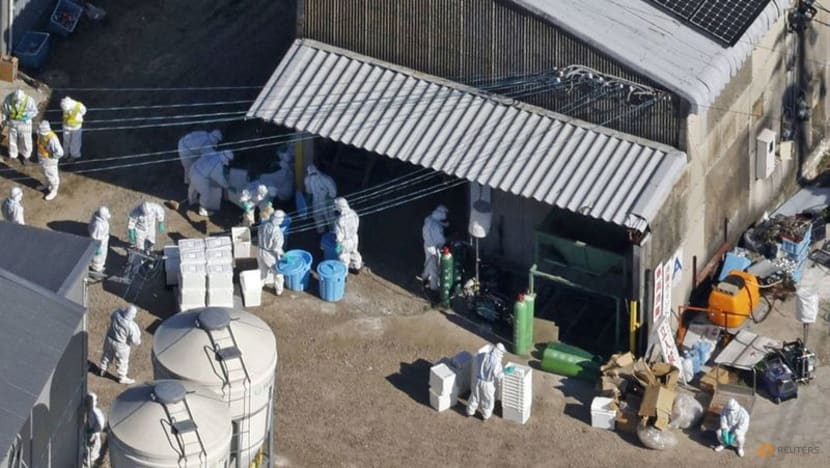 Singapore suspends poultry imports from regions in Japan, US and other countries hit by bird flu outbreak Singapore suspends poultry imports from regions in Japan, US and other countries hit by bird flu outbreak