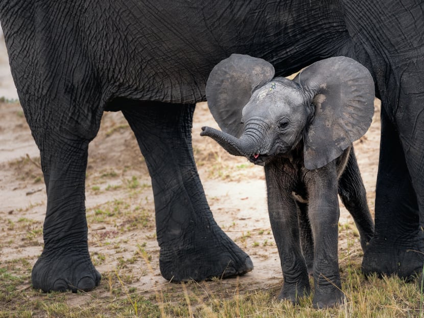 Animal rights activists have long argued that elephants endure abuse in the tourism industry.