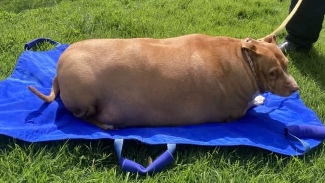 把爱犬养到53.7公斤重 新西兰妇女害它“肥死”被判监