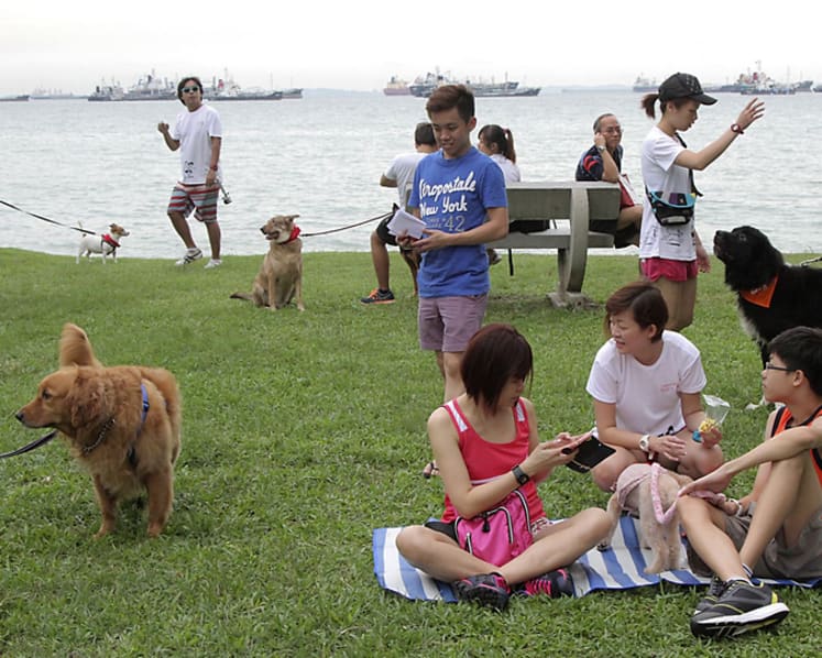 New animal welfare code for dog trainers prioritises positive reinforcement, less aversive methods