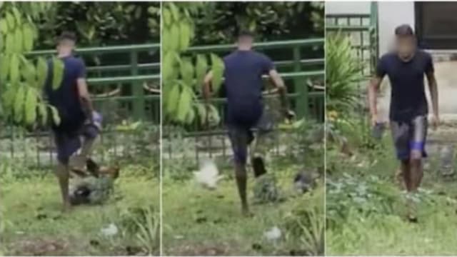 网传男子虐打野鸡  AVS对事件表示关注