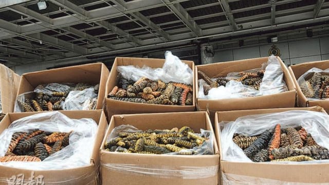 香港走私船减重避追捕 410公斤鱼翅抛下海