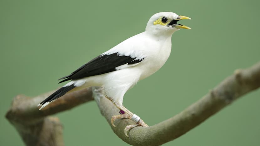 Rare Asian birds at Jurong Bird Park’s Wings of Asia aviary
