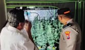 Pertanian ganja rumahan terbongkar di Jombang, pelaku membudidaya secara profesional