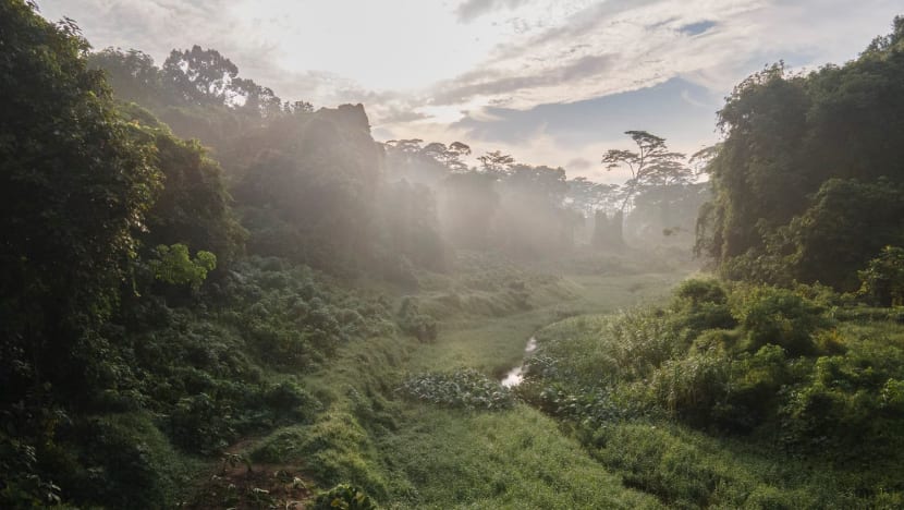 Clementi Forest to remain zoned for housing, but no ‘immediate need’ to develop site: Desmond Lee