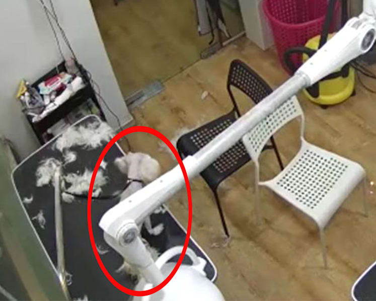 Dog groomer fined after maltese died from hanging off its own leash as she took smoke break