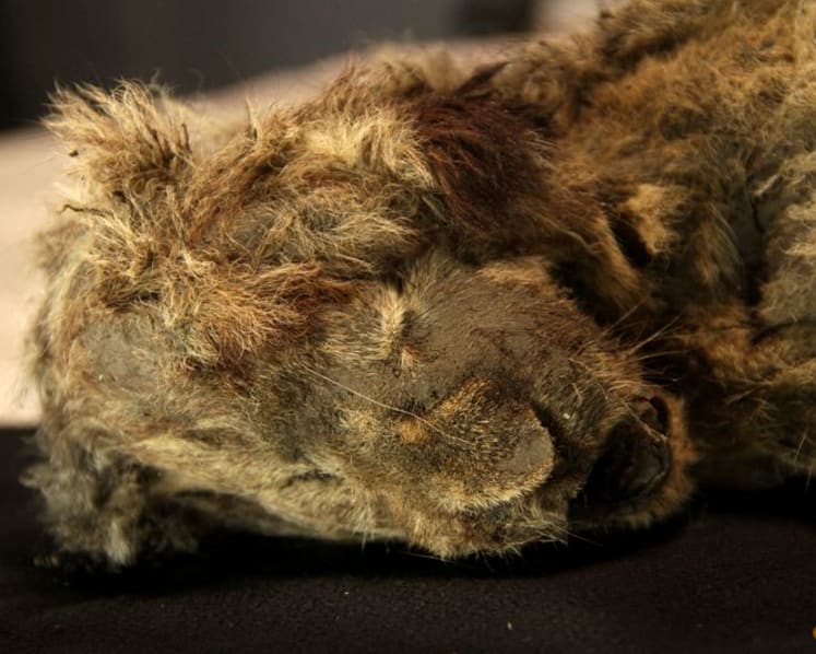 Genome study shows what made the extinct Ice Age cave lion unique