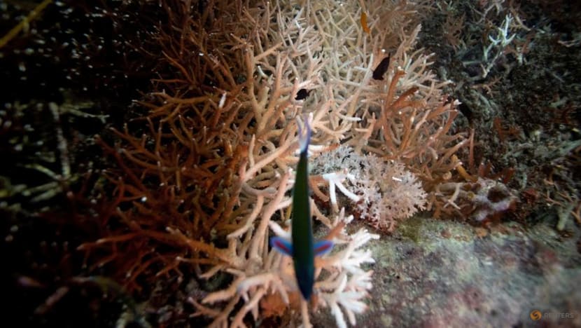 Deep ocean marine heatwaves may be under-reported, study says Deep ocean marine heatwaves may be under-reported, study says