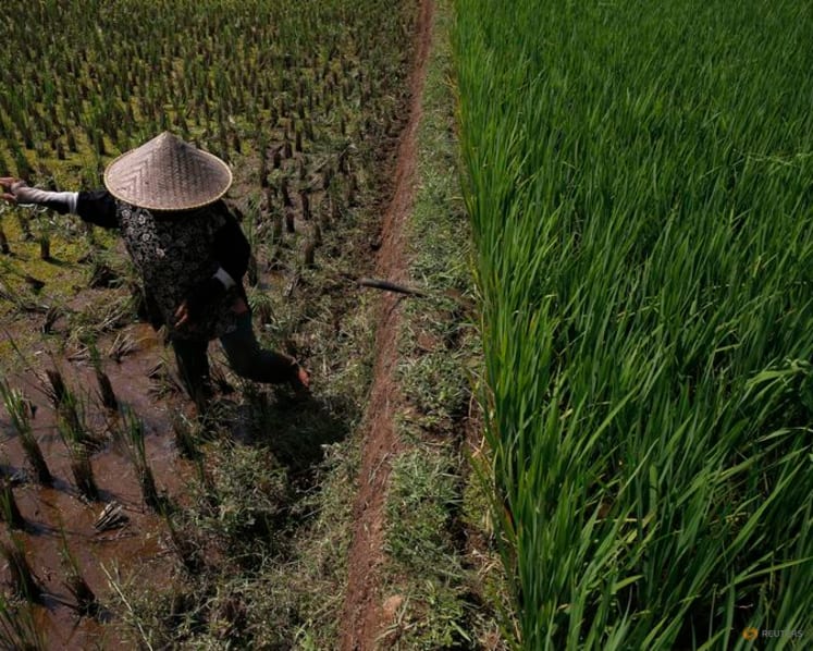 Indonesia to prepare 500,000 hectares for rice crops amid El Nino phenomenon