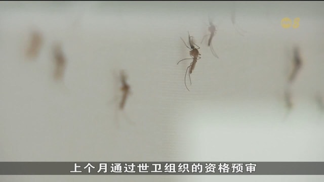 调查：低维他命D者若感染骨痛热症 出现重症几率较高