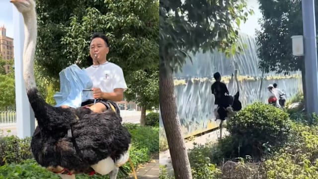 云南男子骑鸵鸟公路跑  速度媲美电动车引热议