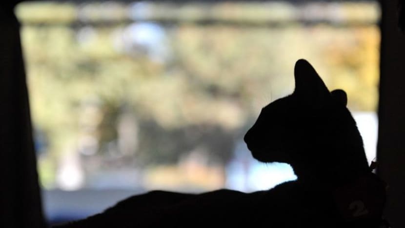 2 remaja dihukum; lepaskan anjing baham kucing peliharaan