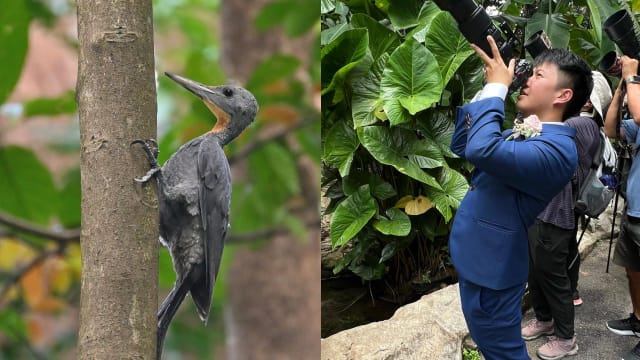罕见大灰啄木鸟现身植物园 新郎暂停演讲观鸟