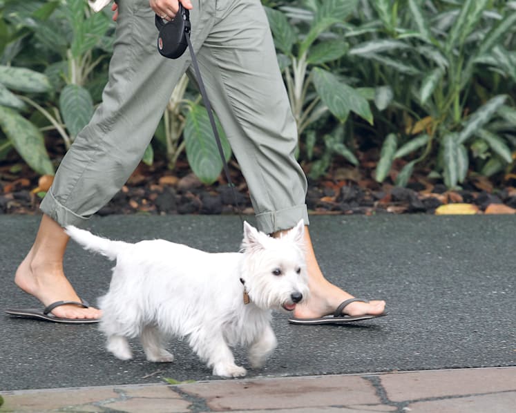 Pet businesses will soon have to license dogs before sale: AVA