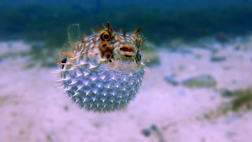 Explainer: Why puffer fish can be deadly and how it can be consumed safely in Singapore