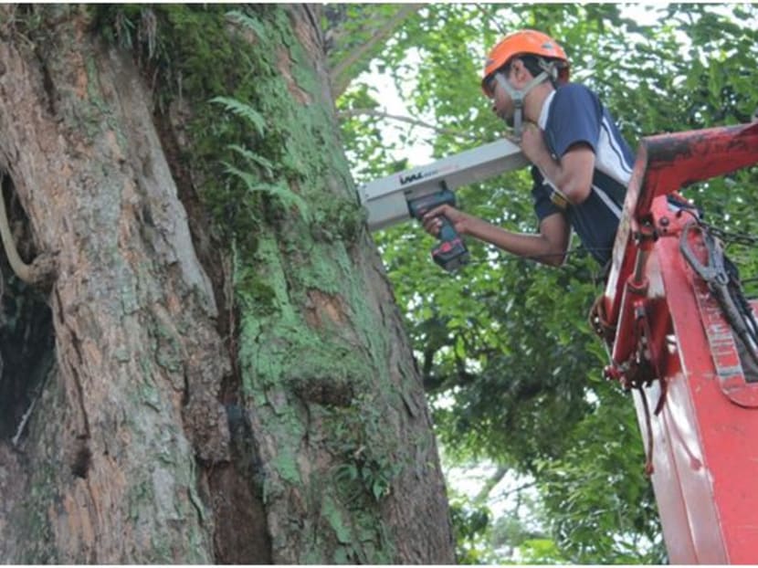 An arborist, a professional trained to care for and maintain trees, uses a resistograph to detect internal defects in the wood of a tree. Photo: NParks