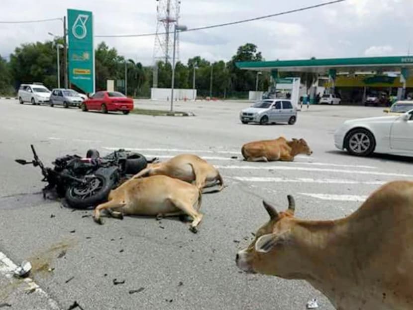 A 49-year-old man is now in a coma after he was trampled on by a herd of cows while riding his Ducati Diavel in a bike convoy in Merang. Photo: New Straits Times