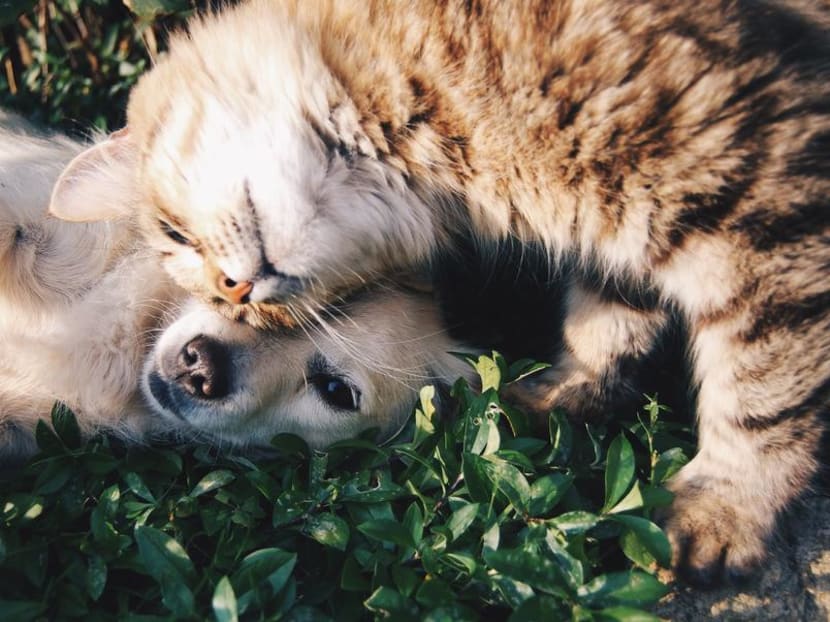 Member of Parliament Louis Ng is seeking tighter rules over the euthanising of healthy pets which may be aggressive.