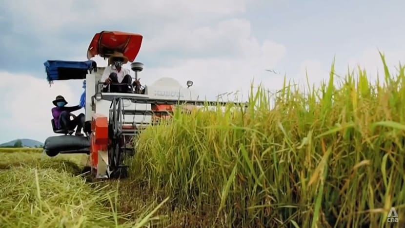 Vietnam rushes to grow more rice as demand soars following India’s export ban Vietnam rushes to grow more rice as demand soars following India’s export ban