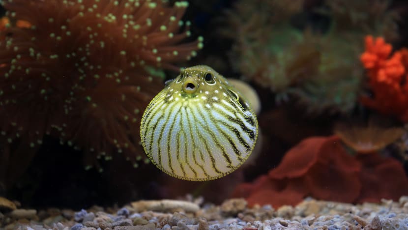 Ikan buntal membawa maut - Ini 7 fakta tentang ikan beracun itu