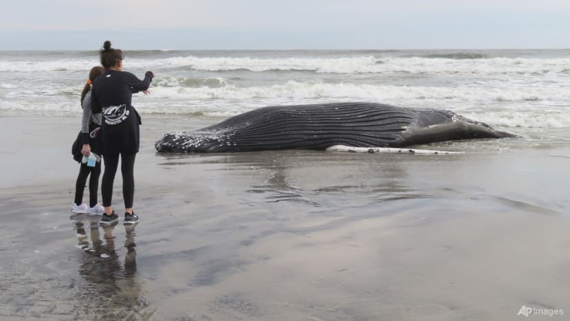 Pause sought in US wind farm ocean preparation works after 7th dead whale