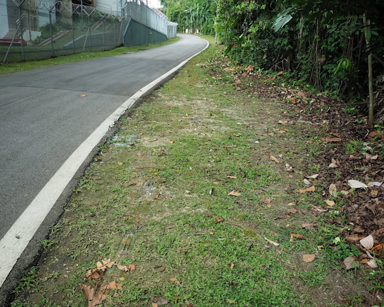 Bodies found near Bukit Timah Nature Reserve: Coroner finds mother was depressed, killed herself and son