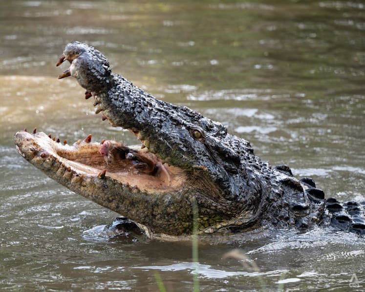 'Blood was flowing out': Why Indonesia has world's most crocodile attacks, with fatal cases rising in this hotspot