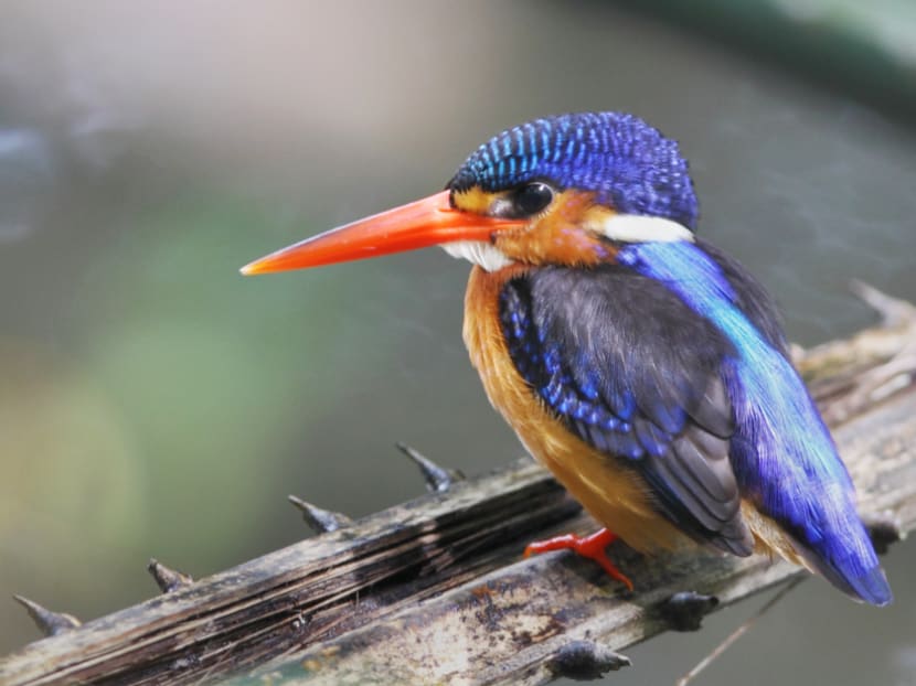 Rich biodiversity on offer as Kranji Marshes open Rich biodiversity on offer as Kranji Marshes open
