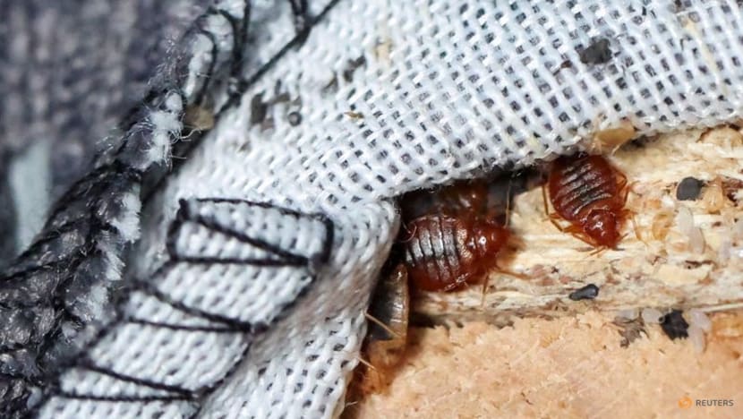 CNA Explains: How to check for bedbugs when you travel – and avoid bringing them home CNA Explains: How to check for bedbugs when you travel – and avoid bringing them home