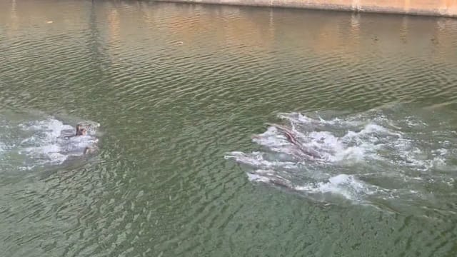 两水獭家族疑在亚历山大水道“抢地盘”起冲突